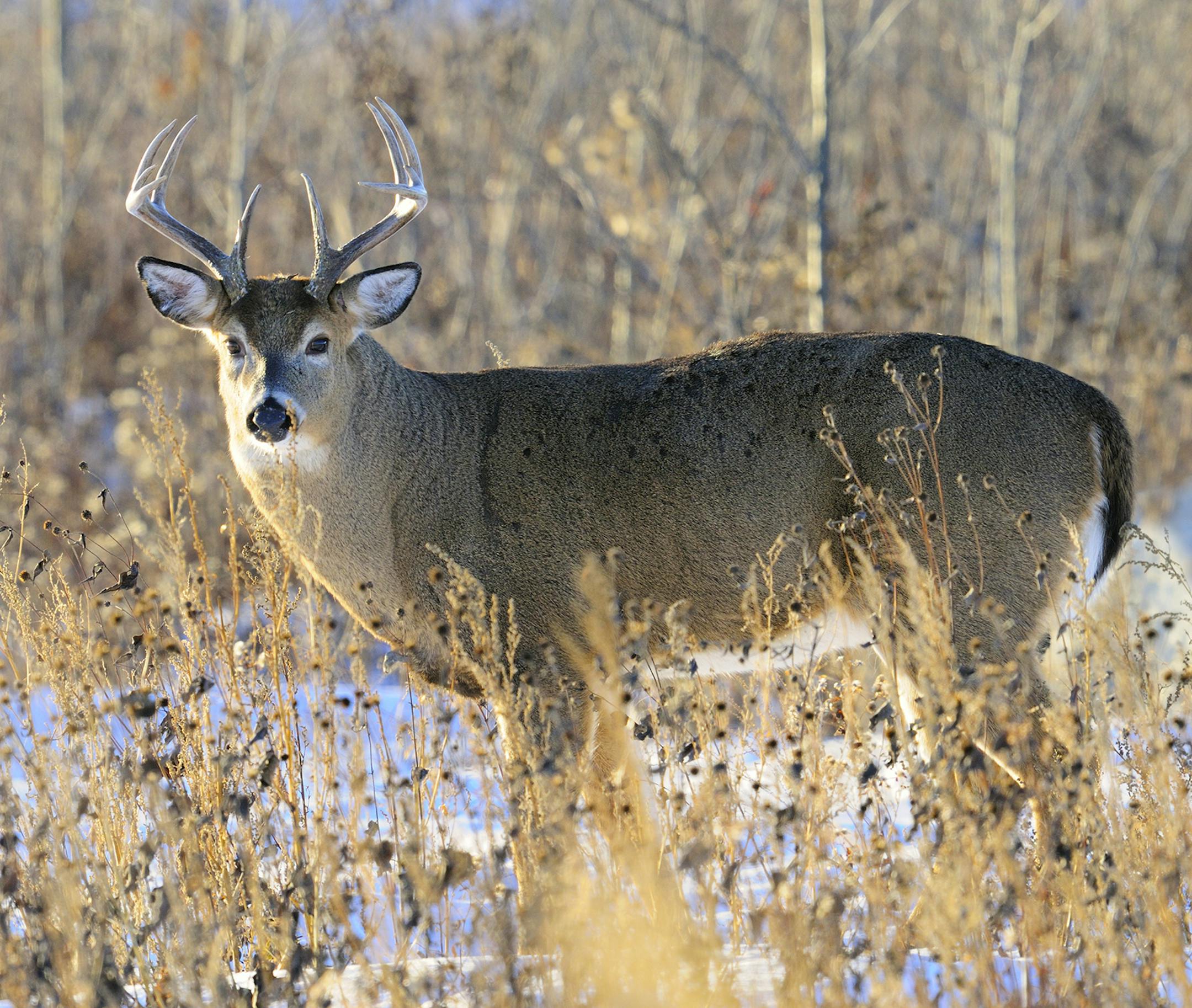 Deer numbers in Minnesota were down due to an aggressive management strategy implemented by the DNR in the past decade. This year's tighter harvest restrictions should boost the deer herd in upcoming years, proving winters aren't too severe.