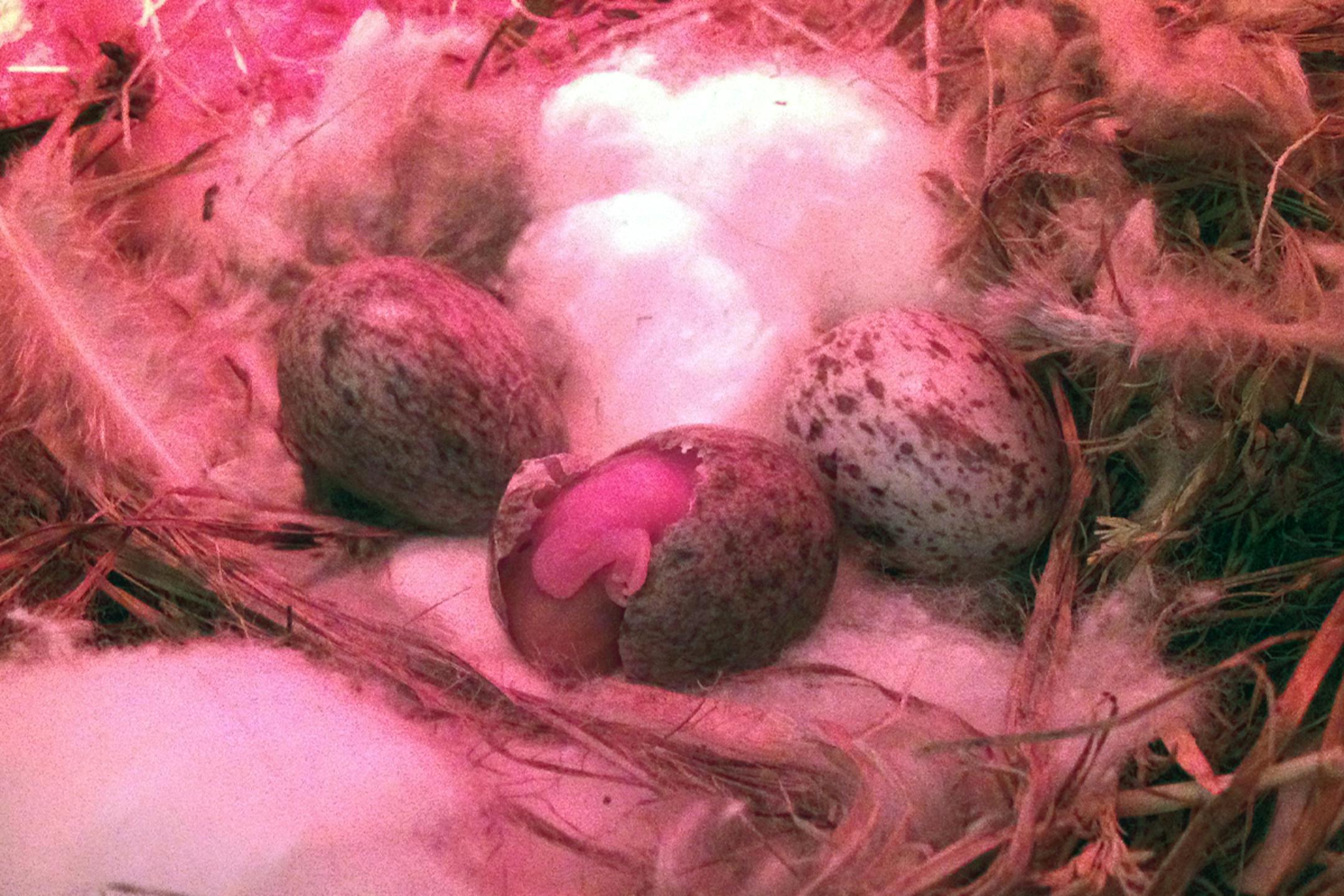 Three House Sparrow eggs, the chick in the middle egg in the process of hatching. This sparrow species is a cavity nester. In most cases, birds using cavities would have plain, unmarked eggs. Camouflage is unnecessary if the eggs are hidden from the view of predators. It is possible that at one time in its history this species nested in the open. credit: Jim Williams, special to the Star Tribune