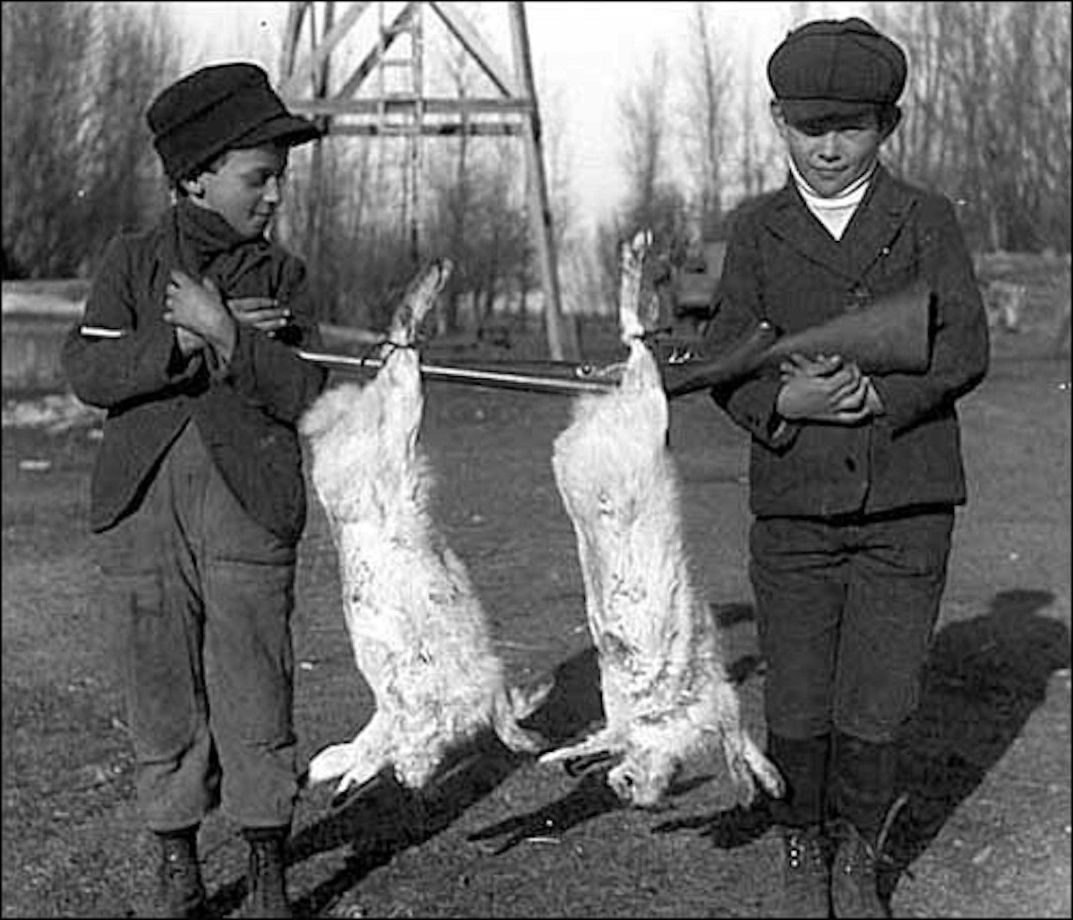 Not so wascally: Two boys got the better of two rabbits near Fulda, Minn., in December 1904. (Photo courtesy mnhs.org)