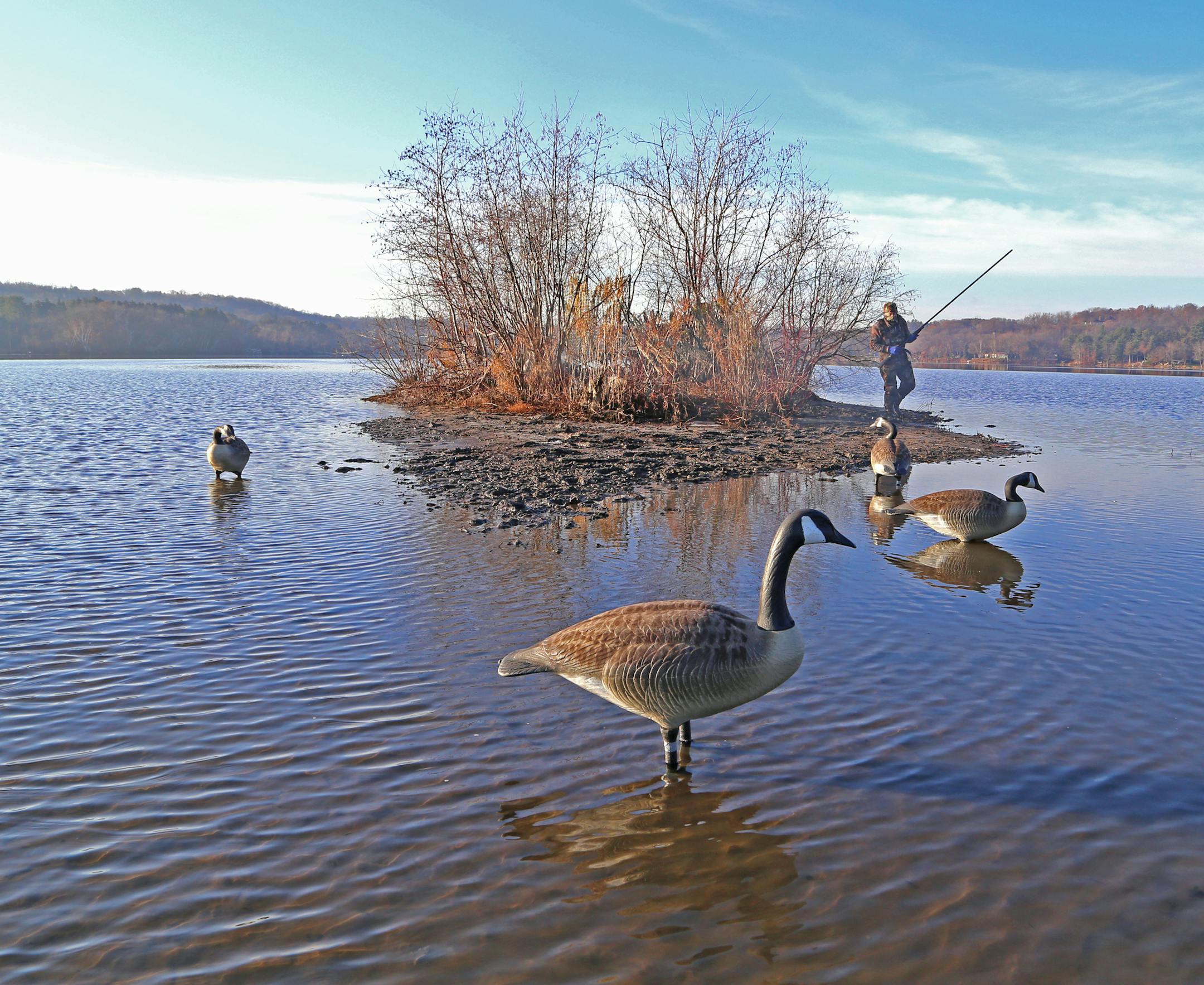 Goose decoys placed with hopes of attracting the real thing to within shotgun range border a small island in river backwaters of the St. Croix Valley. Wendell Diller checks the spread, carrying the "quiet'' shotgun he invented that features a 7-foot-long barrel.