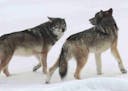 A new Isle Royale wolf pair in 2012, with the female on the left. The latest survey shows only two wolves left — a male-female pair that are so old 