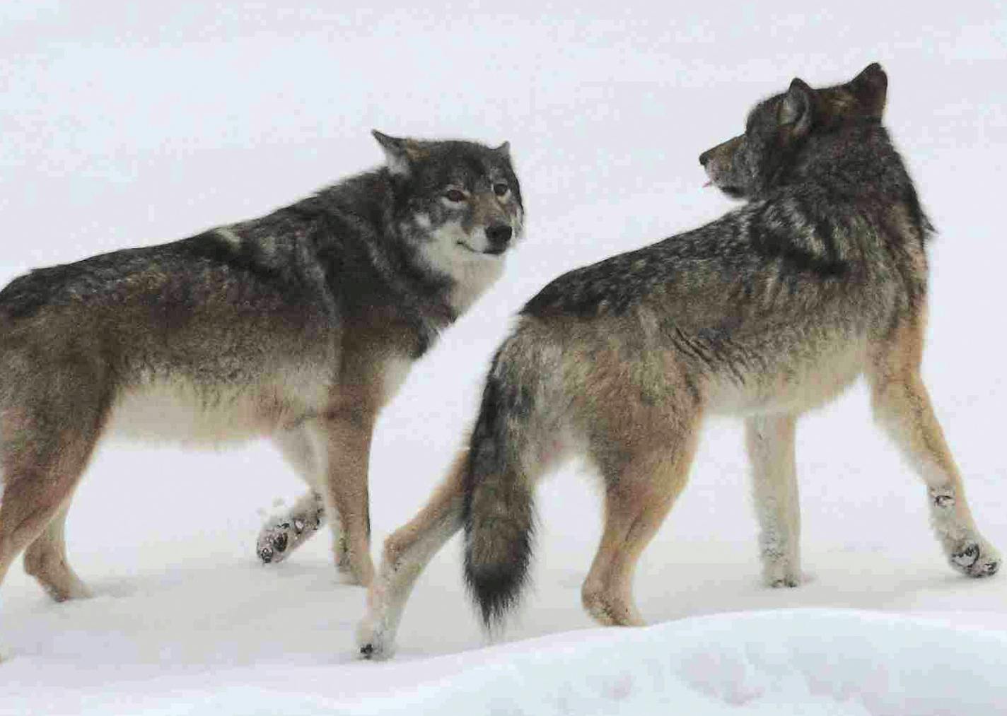 A new Isle Royale wolf pair in 2012, with the female on the left. The latest survey shows only two wolves left — a male-female pair that are so old and closely inbred that they are unlikely to successfully reproduce.