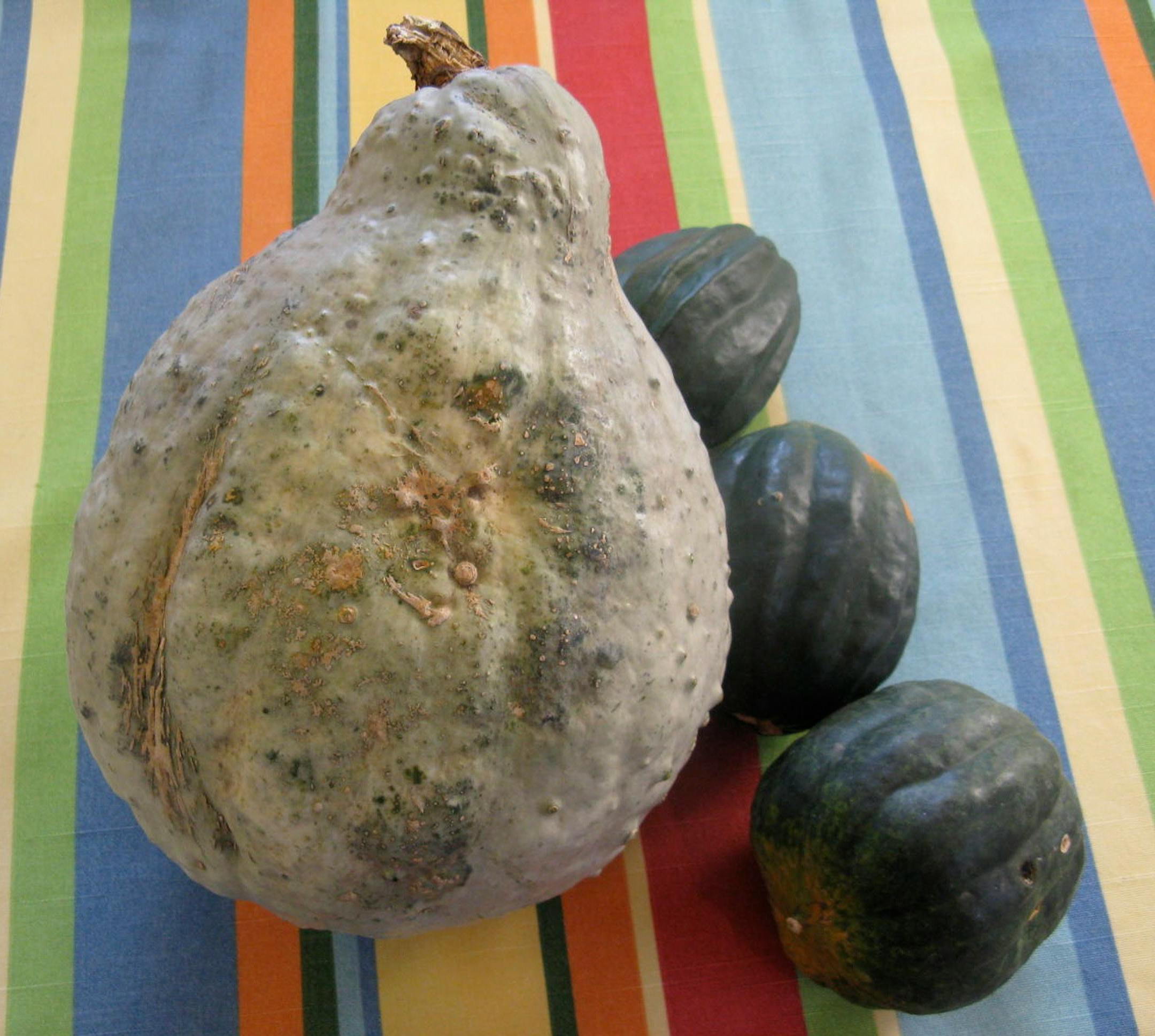 Three acorn squash are dwarfed by the massive Hubbard from Peter's Pumpkins at the Kingfield Farmers Market.