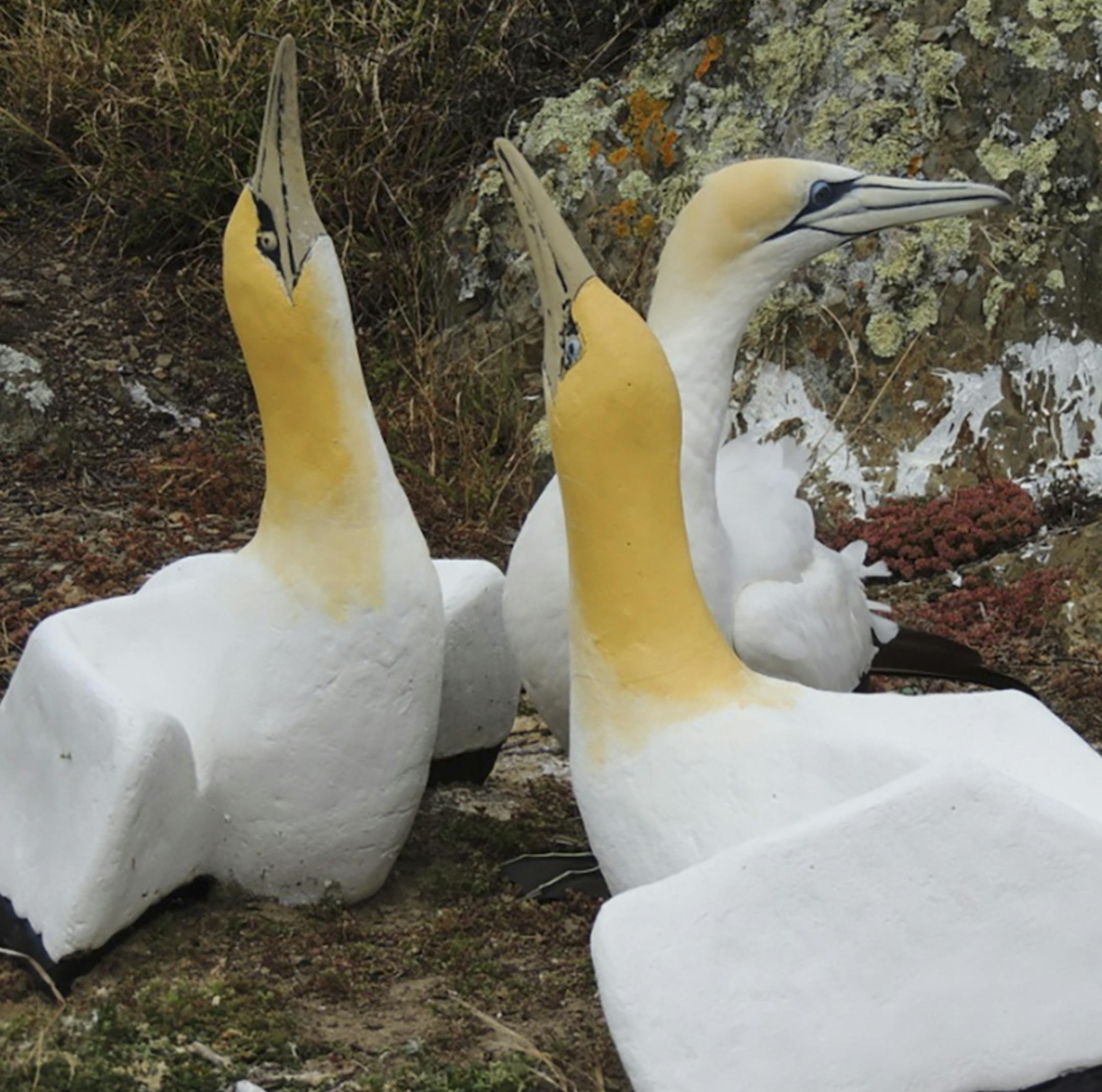 A photo from the Department of Conservation of an Australian gannet dubbed Nigel, in back, with two concrete gannet lures, on Mana Island off New Zealand. News of Nigel's death broke the hearts of fans who learned via internet videos of his solitary existence amongst the island's concrete copies. (New Zealand Department of Conservation via The New York Times) -- NO SALES; FOR EDITORIAL USE ONLY WITH NYT STORY SLUGGED NEW ZEALAND SEABIRD BY YONETTE JOSEPH FOR FEB. 4, 2018. ALL OTHER USE PROHIBITE