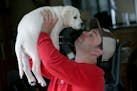 Ryan Neslund, a paraplegic man who fell through the ice on Lake Minnetonka last February, played with his new puppy "Ranger," Thursday, May 7, 2015 in