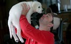 Ryan Neslund, a paraplegic man who fell through the ice on Lake Minnetonka last February, played with his new puppy "Ranger," Thursday, May 7, 2015 in