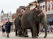 The elephants will be the grand marshals in the 2023 Big Top Parade in Baraboo, Wis. Last year’s parade had a pirate theme. 