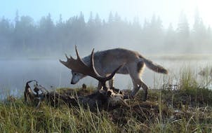 Isle Royale National Park in Michigan is an ideal outdoor laboratory to study wolves and moose.