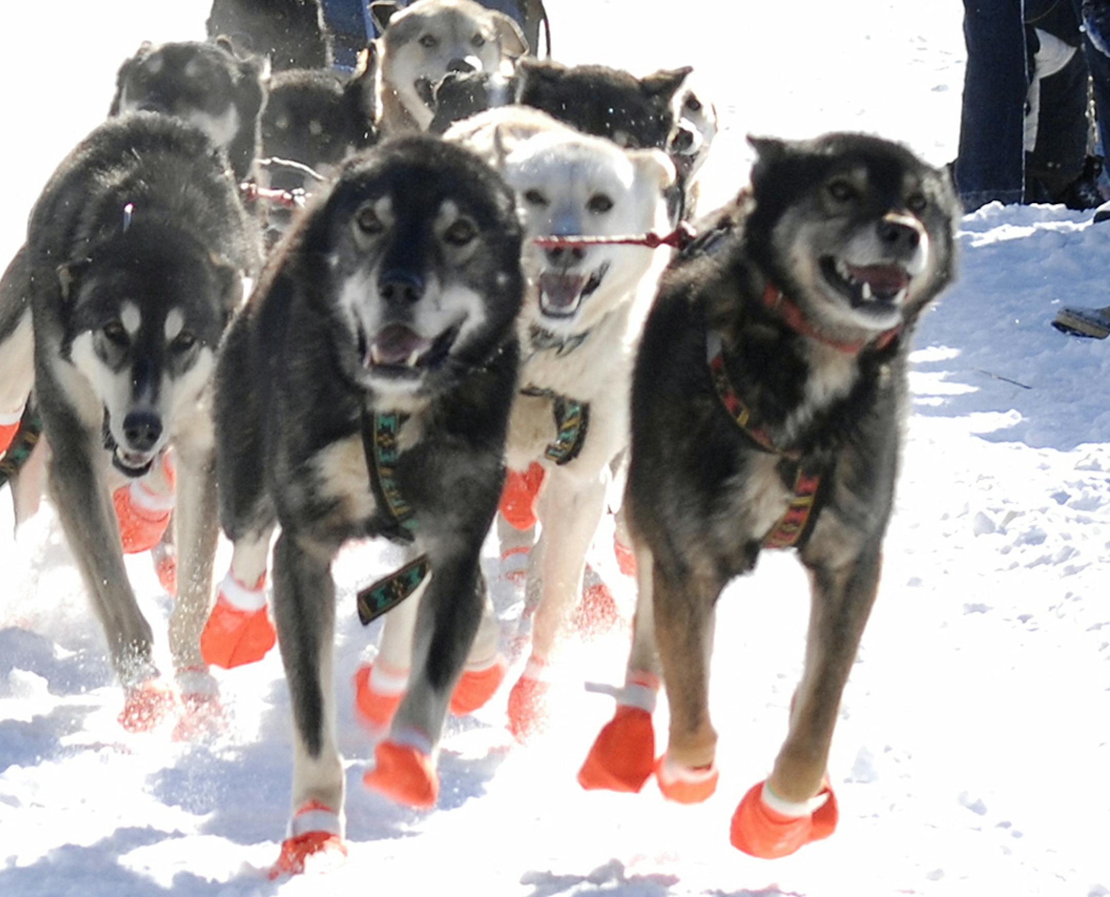 A racer in the Beargrease race.