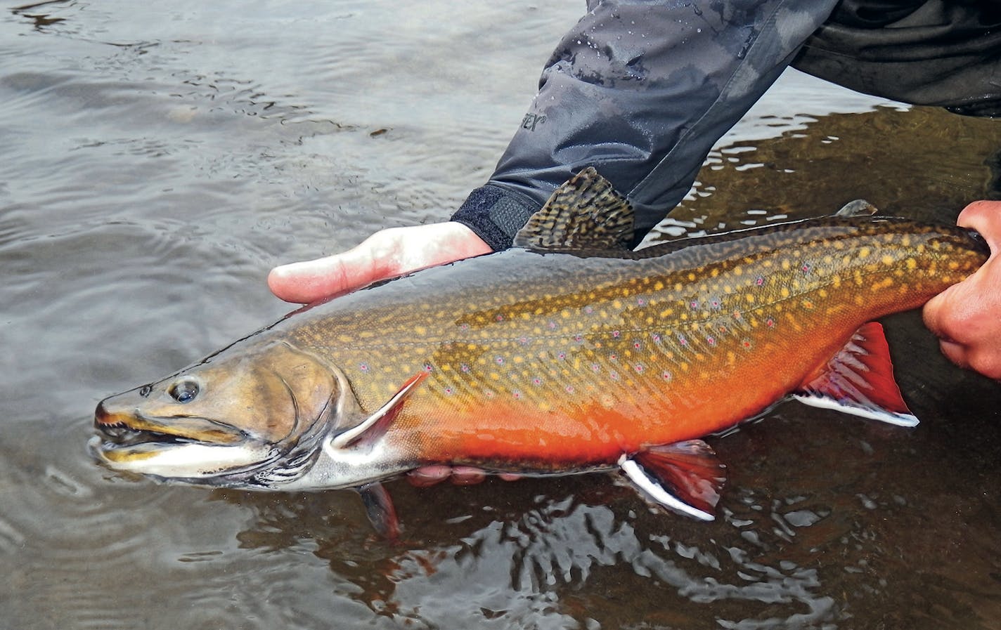 Lake trout