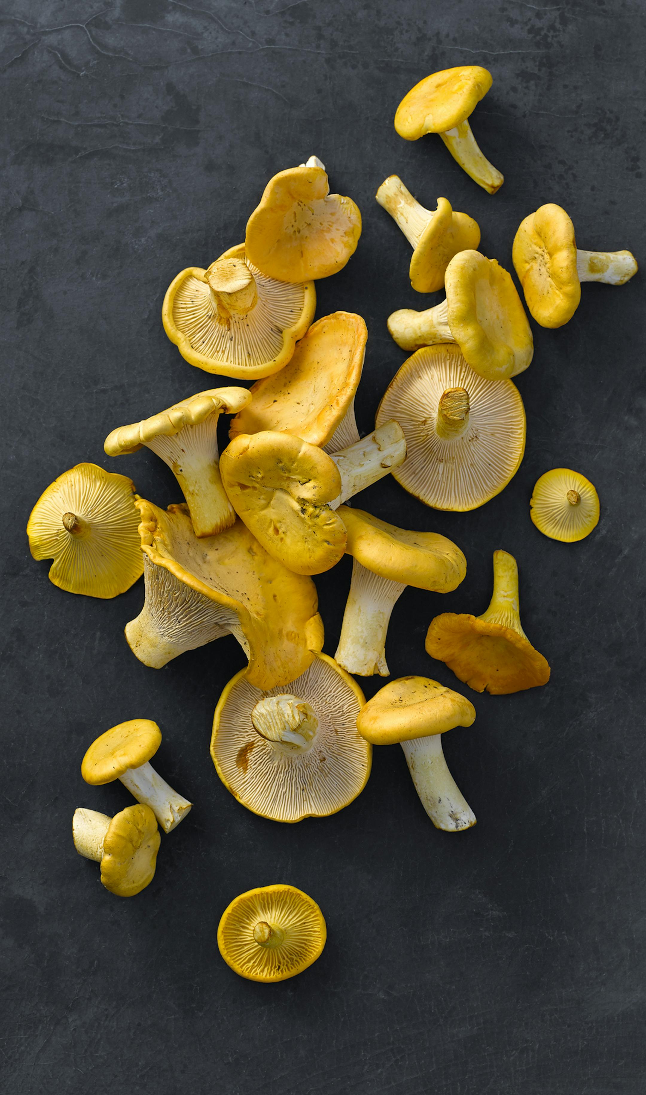 Golden Chanterelles mushrooms. Photo by Dennis Becker.