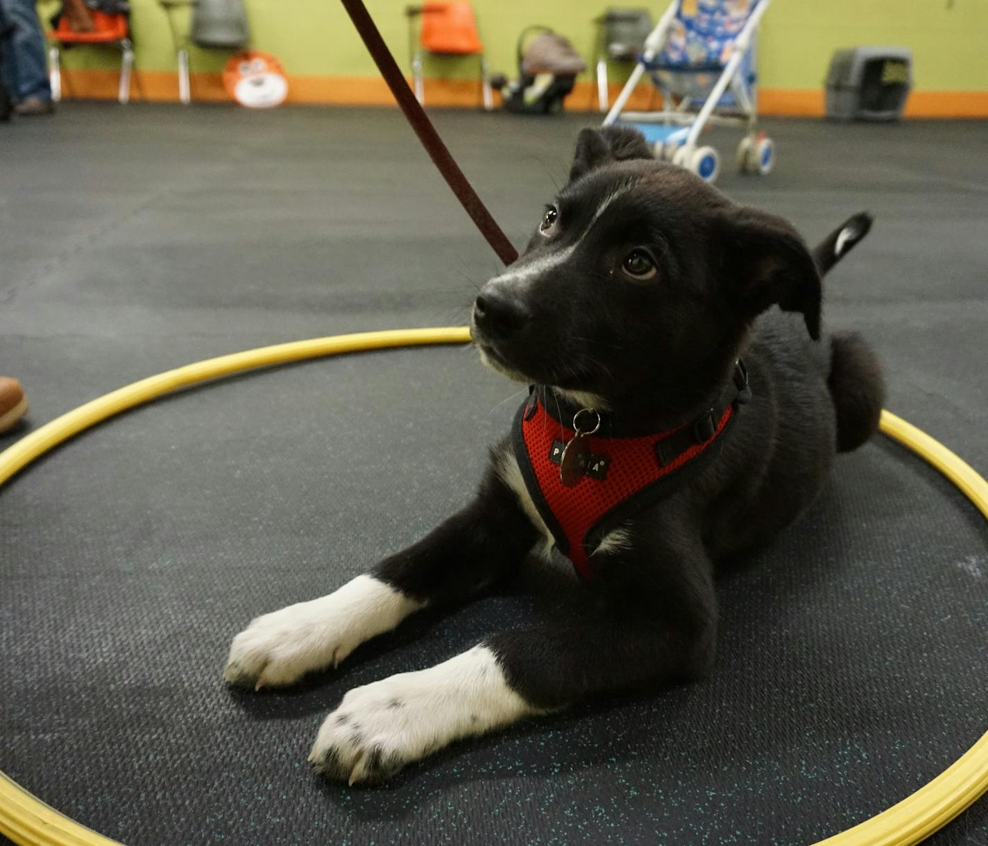 In puppy class, Angus was required to approach and interact with all kinds of bulky, potentially scary objects--including canes, umbrellas, crinkly tarps and hula hoops. It was an exercise to help puppies over come fears.