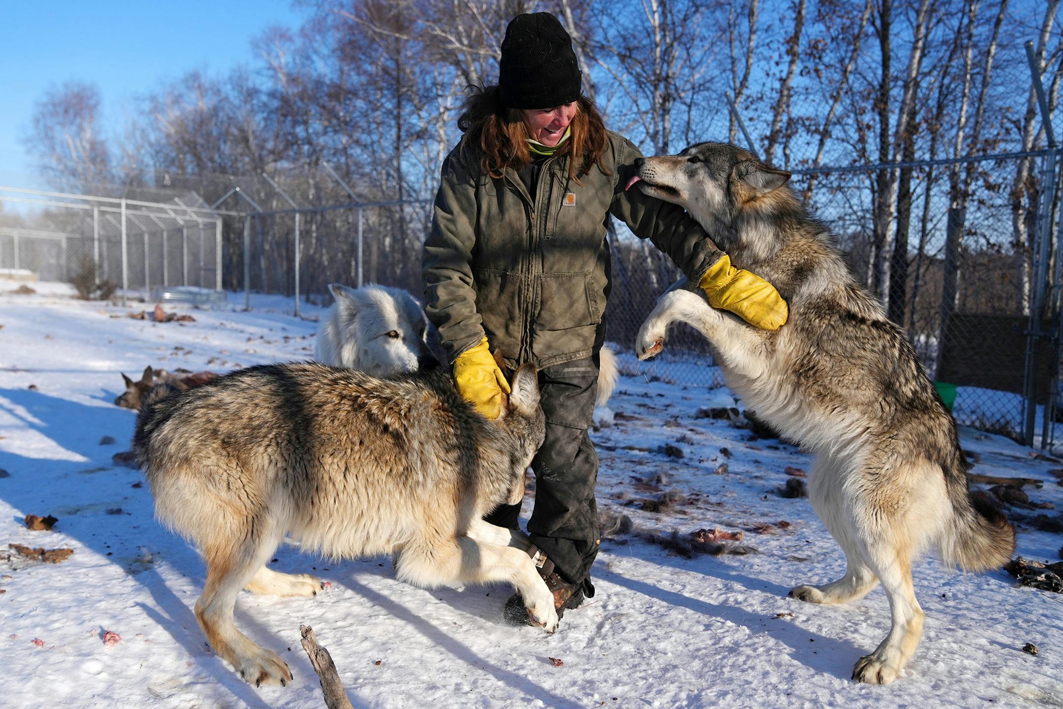 Peggy Callahan greets Nereus, left, and Ruffian, right, while checking one each of her wolves in their enclosures Thursday, Feb. 17, 2022 at the Wildlife Science Center in Stacy, Minn.