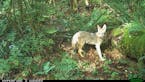 An Urban Carnivore Project trail camera near Seattle captured a coyote.