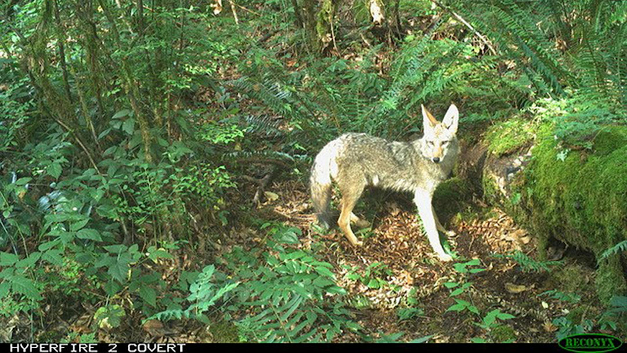 An Urban Carnivore Project trail camera near Seattle captured a coyote.