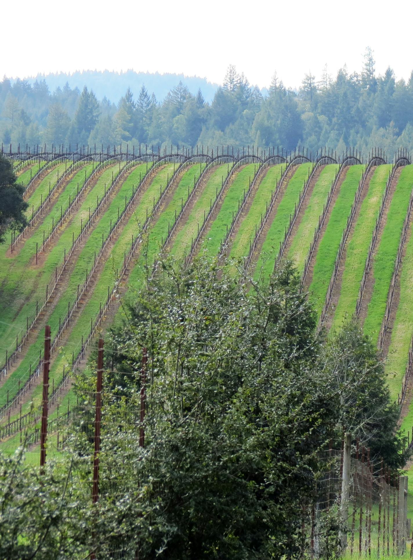 Grapevines marched up a hillside in Anderson Valley, known for its pinot noirs and Gew&#xfc;rztraminer wines. Above, sea lions tend to be social, piling up by the score on a rock island to sleep and soak up the sun.