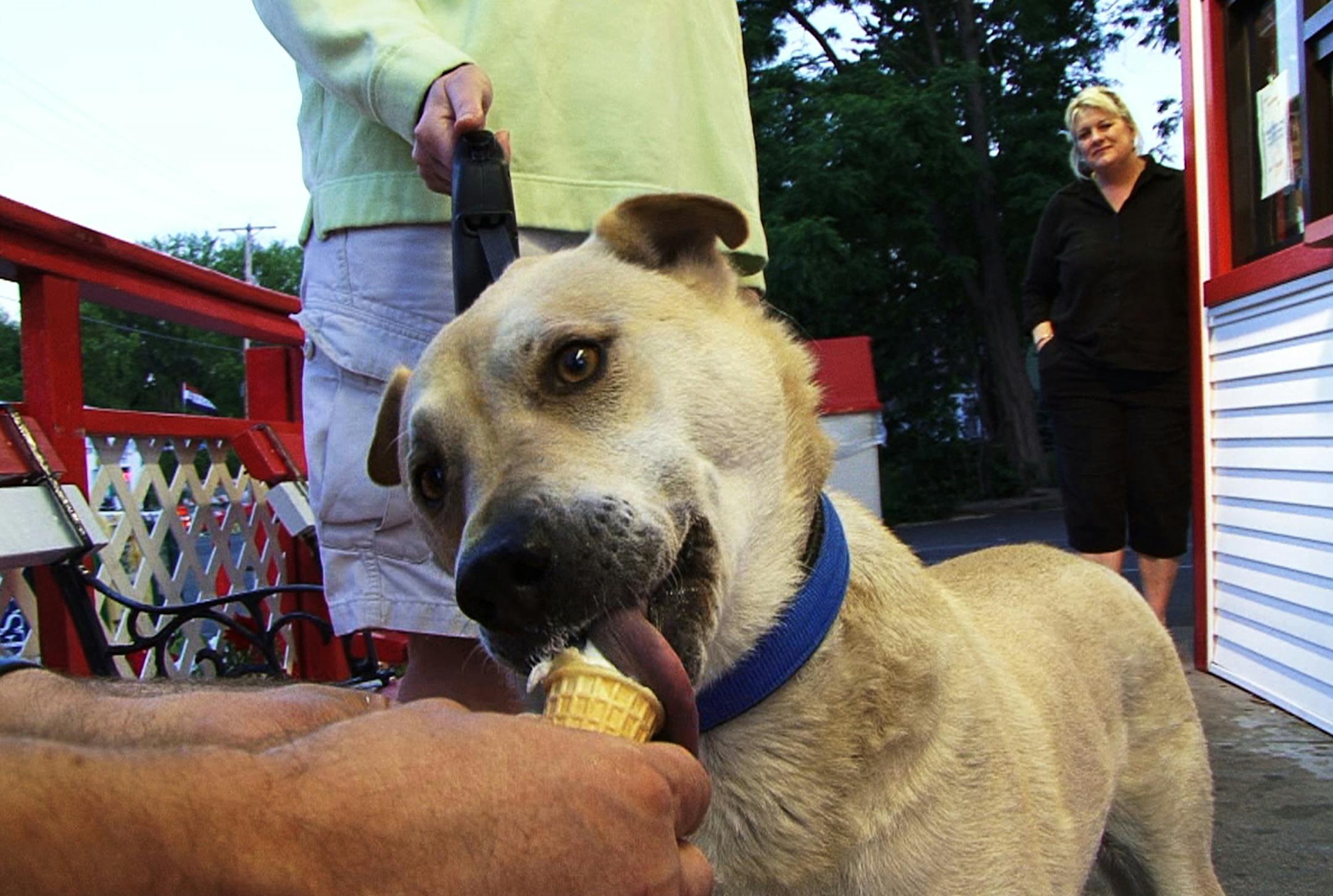 At Conny's Creamy Cone, neighborhood pooch Simon always pulls up to the ice cream stand to get his favorite cone. Owner Conny McCullough, in the background, had not seen Simon for a while.