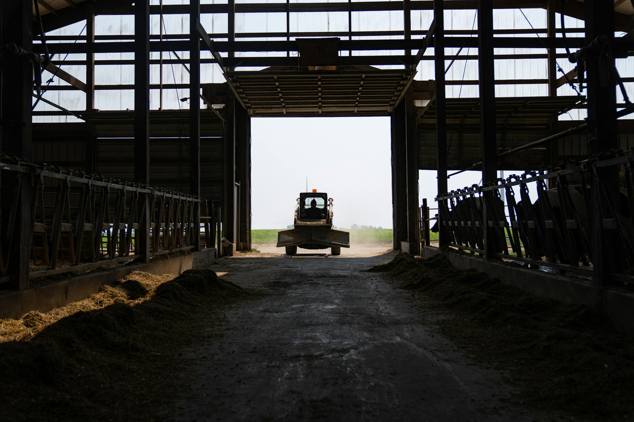 Carey Tweten drives at tractor into the barn to push feed to the cows Wednesday, June 15, 2023, at Valley Acres Dairy in Lewiston, Minn.