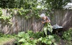 Violet Lyford harvested rhubarb from her backyard garden to use in her creative apple pie entry, which will have apples, rhubarb, cranberries and stra
