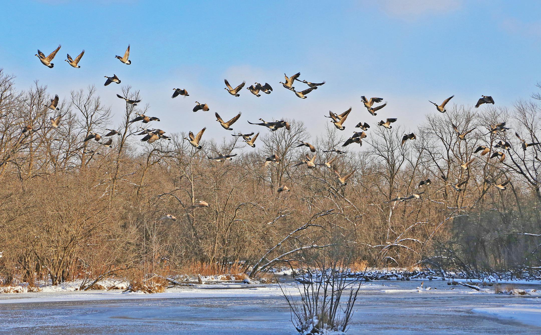 Thousands of Canada geese were huddled in river backwaters kept open by springs and flowiing water.