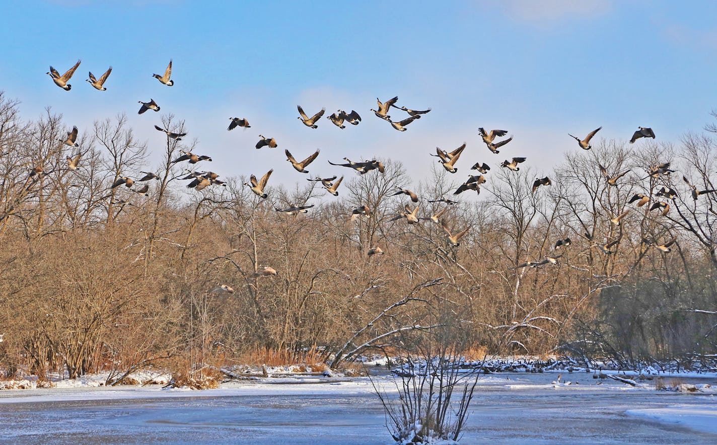 Thousands of Canada geese were huddled in river backwaters kept open by springs and flowiing water.