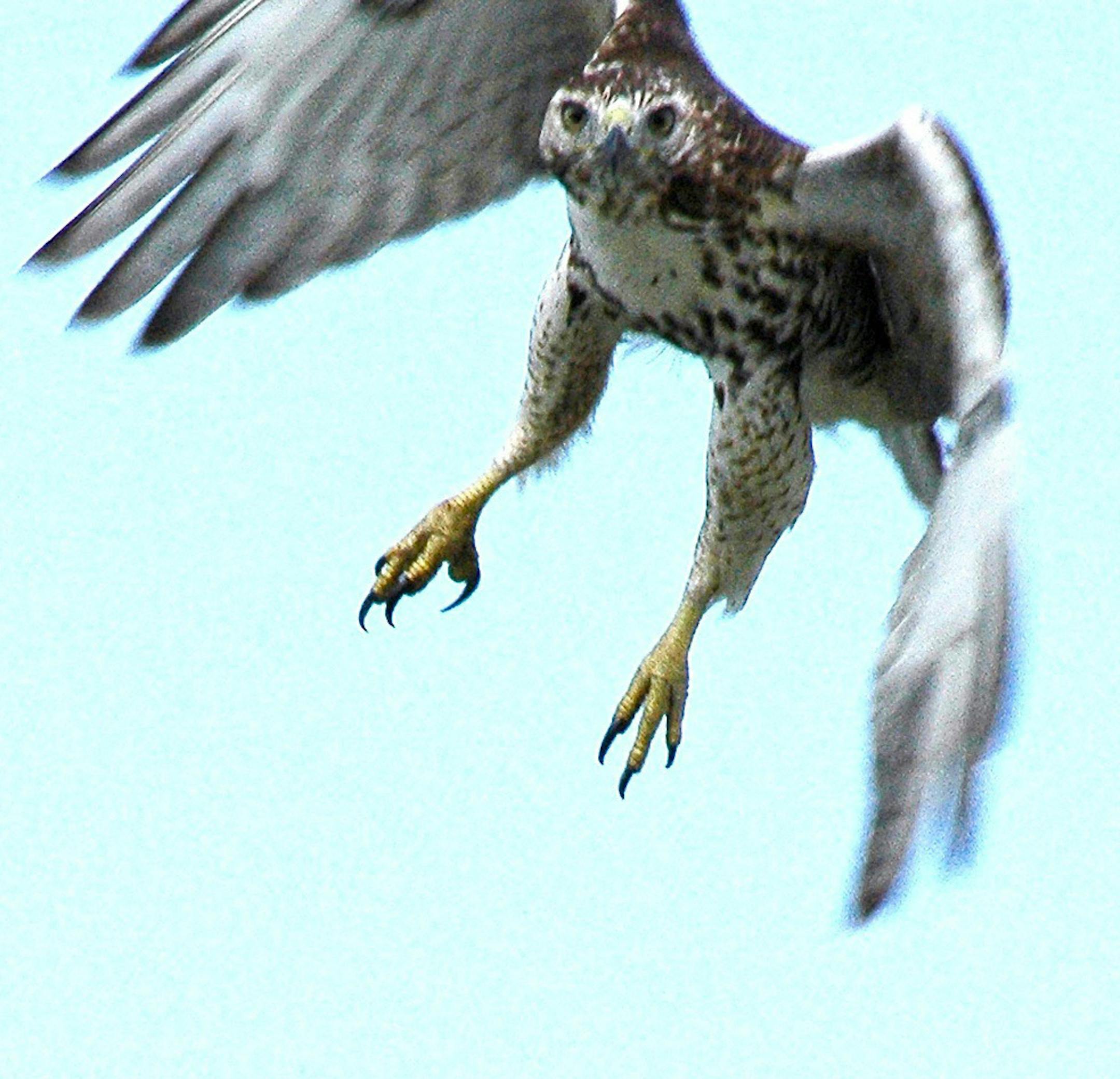 A red-tailed hawk swoops in on its prey.
Photo by Jim Williams