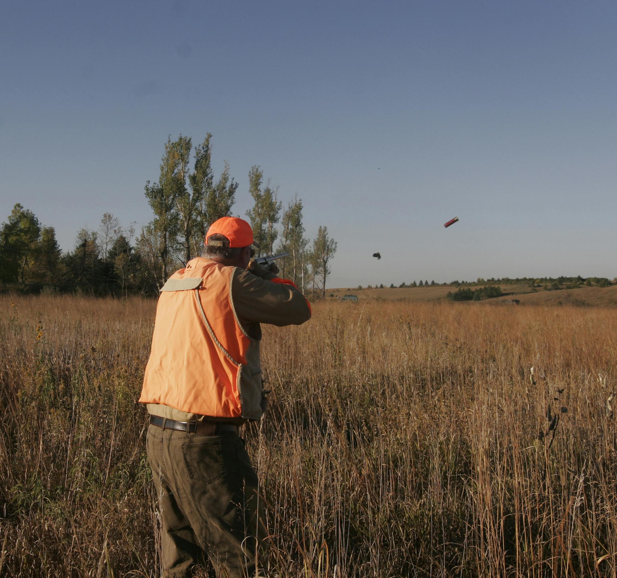 An empty shell flew from Cal Brink's shotgun as he shot a rooster pheasant Saturday at the Governor's Pheasant Opener near Worthington. The bird fell and was retrieved. Watching was guide Ray Busch of Fulda, one of the many volunteers at the fourth annual event. Doug Smith/Star Tribune; Oct. 11, 2014.