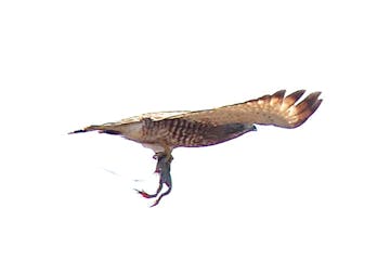 broad-winged hawk carryiing a frog. Photo by Jim Williams