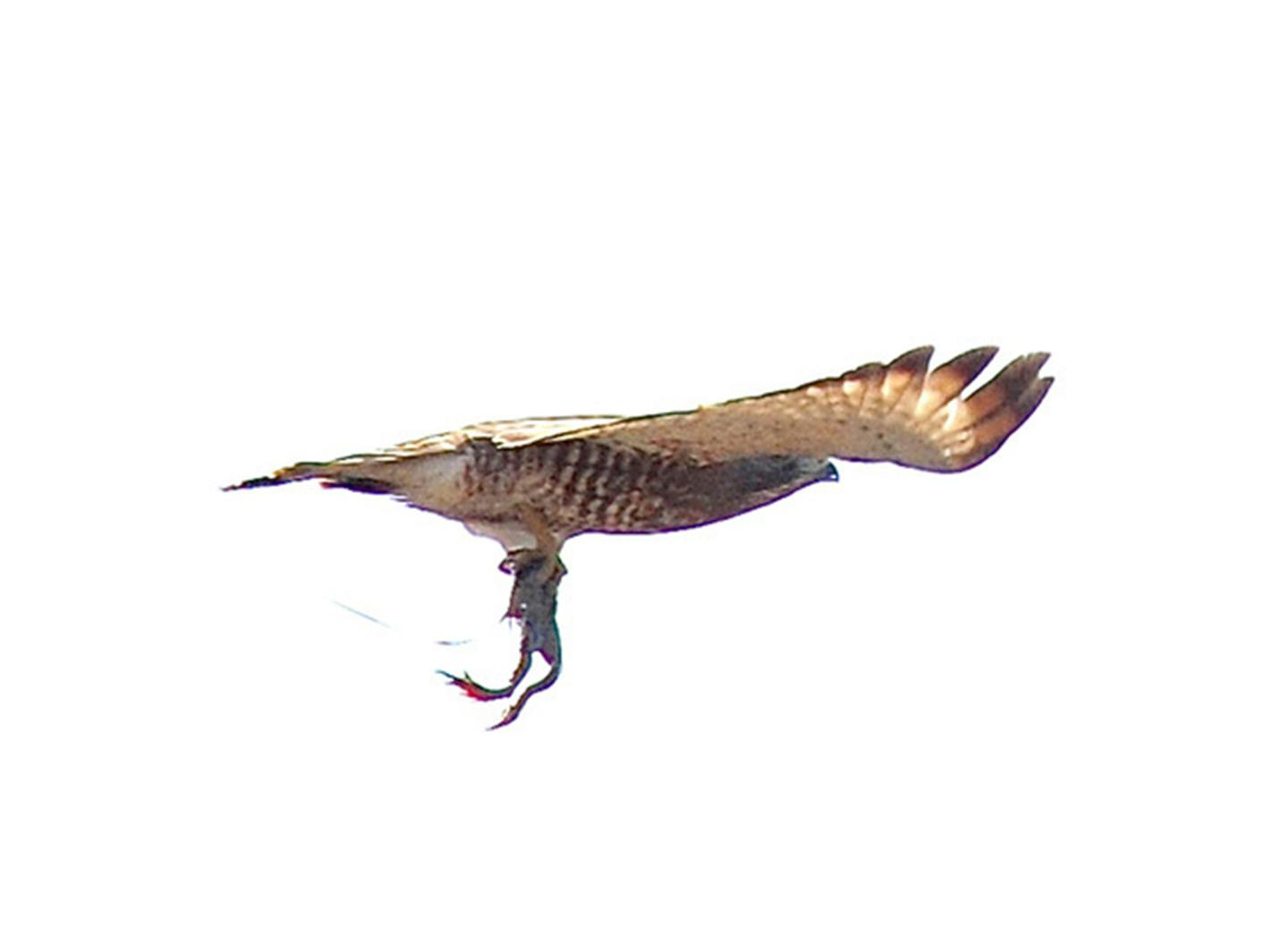 broad-winged hawk carryiing a frog. Photo by Jim Williams