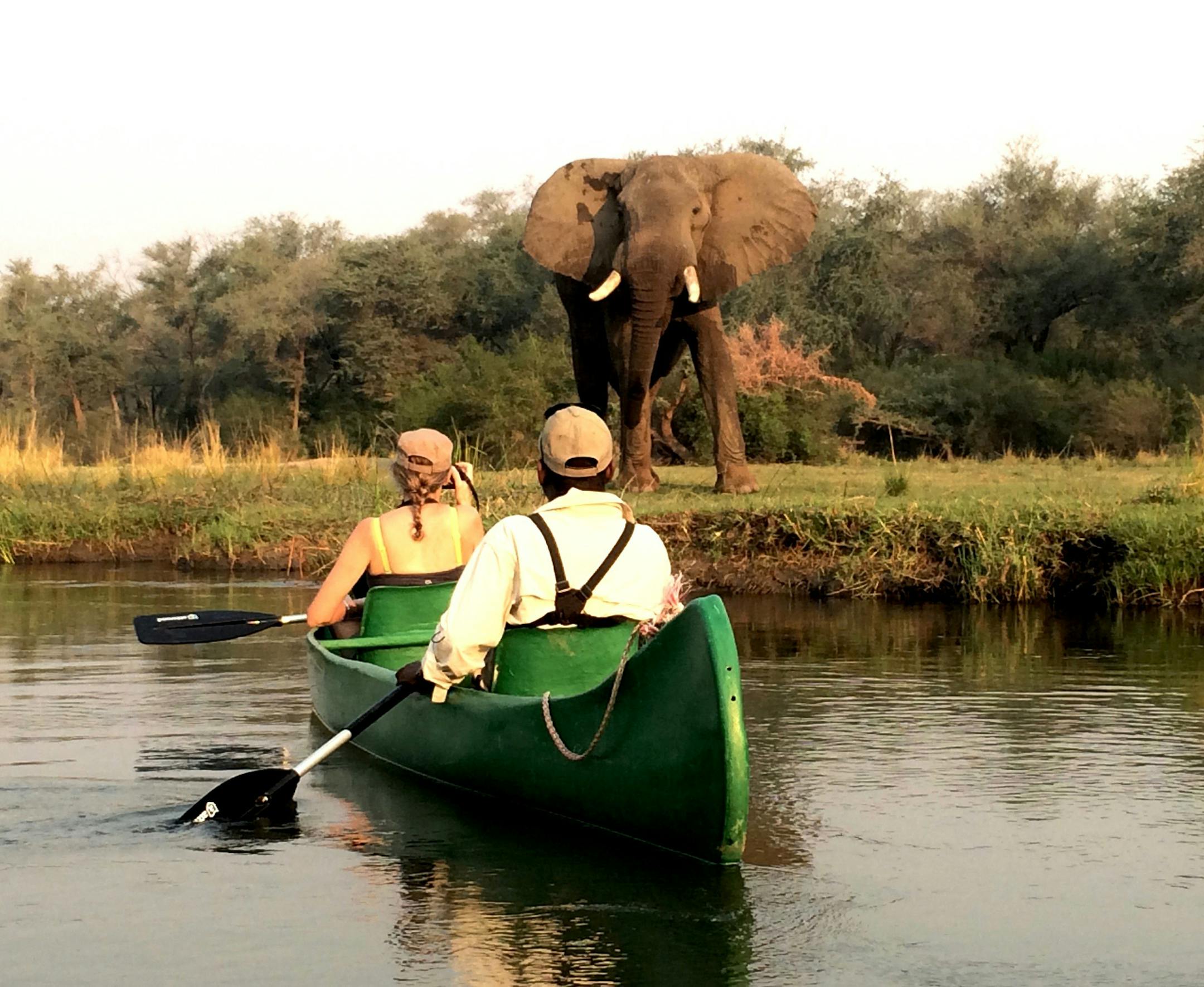 Can I have your name as you would like it to appear in print, and the town in which you live?
Mark Wirt
Minneapolis, Minnesota Where were you when you took this photo?
We were canoeing on the Zambezi River in Zambia. What does it show?
We were doing some game spotting along the river. My wife, Ann Brimacombe, was with our guide in the lead canoe. I was following in a second canoe. An elephant was grazing near the shore as we drifted past. The guide got Ann closer for a better photo assuring us t