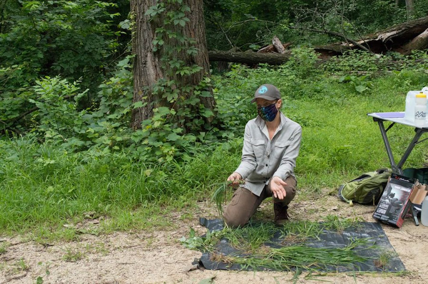 Amanda Weise, a University of Minnesota botanist, shows Wisconsin DNR staff how to identify invasive Japanese stiltgrass found in the Coulee Experimental State Forest.