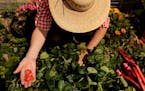 Gardening is among the most popular hobbies in the U.S.