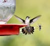 A hummingbird and hornet compete for nectar.