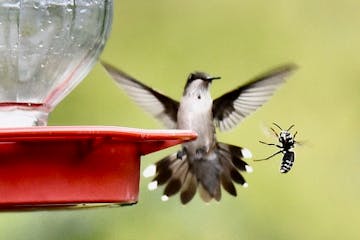 A hummingbird and hornet compete for nectar.