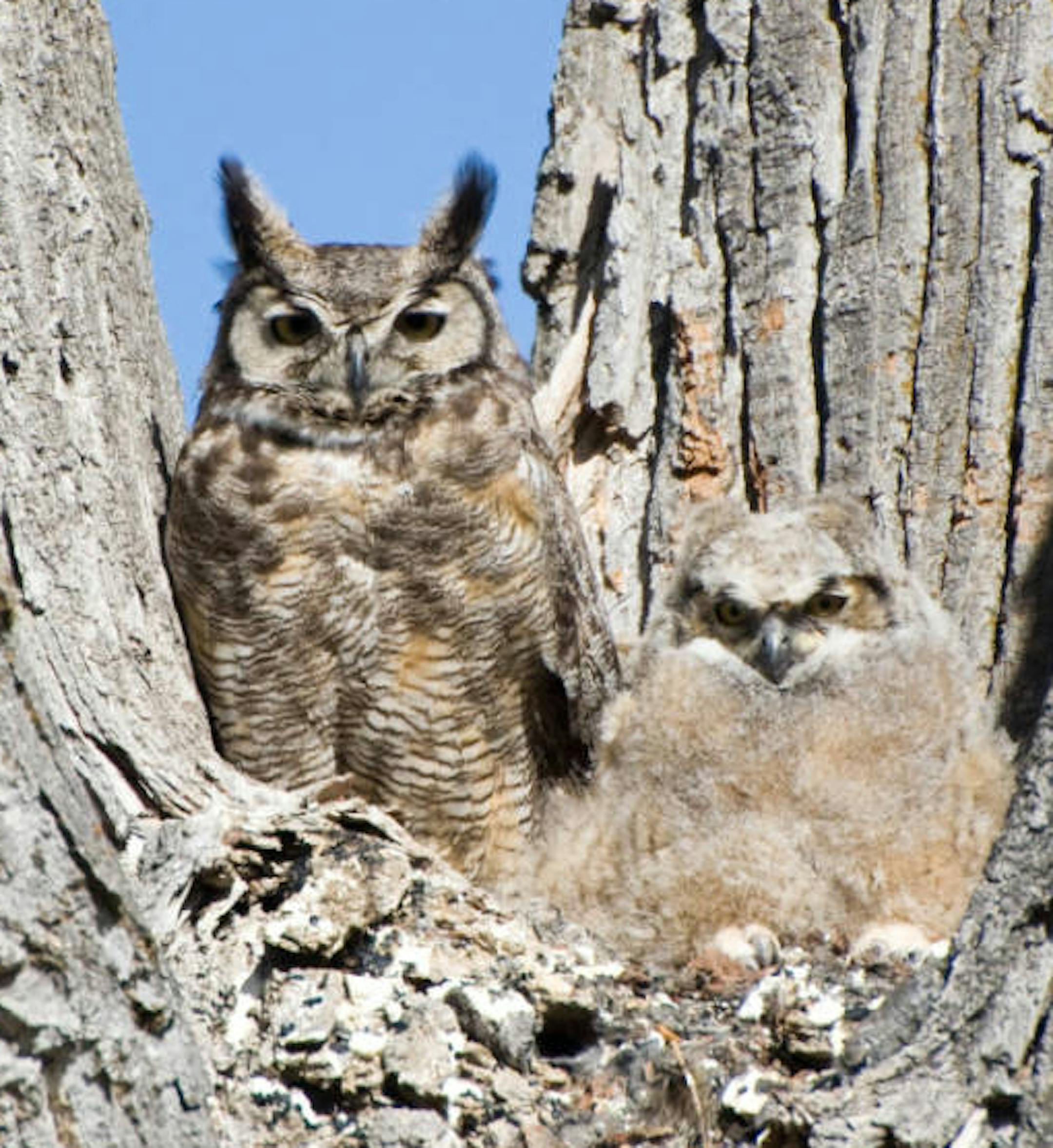 Great horned owl and chick.