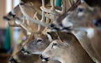 The Department of Natural Resources has a Wall of Shame for game shows, showing whitetail trophy deer taken illegally in Minnesota.