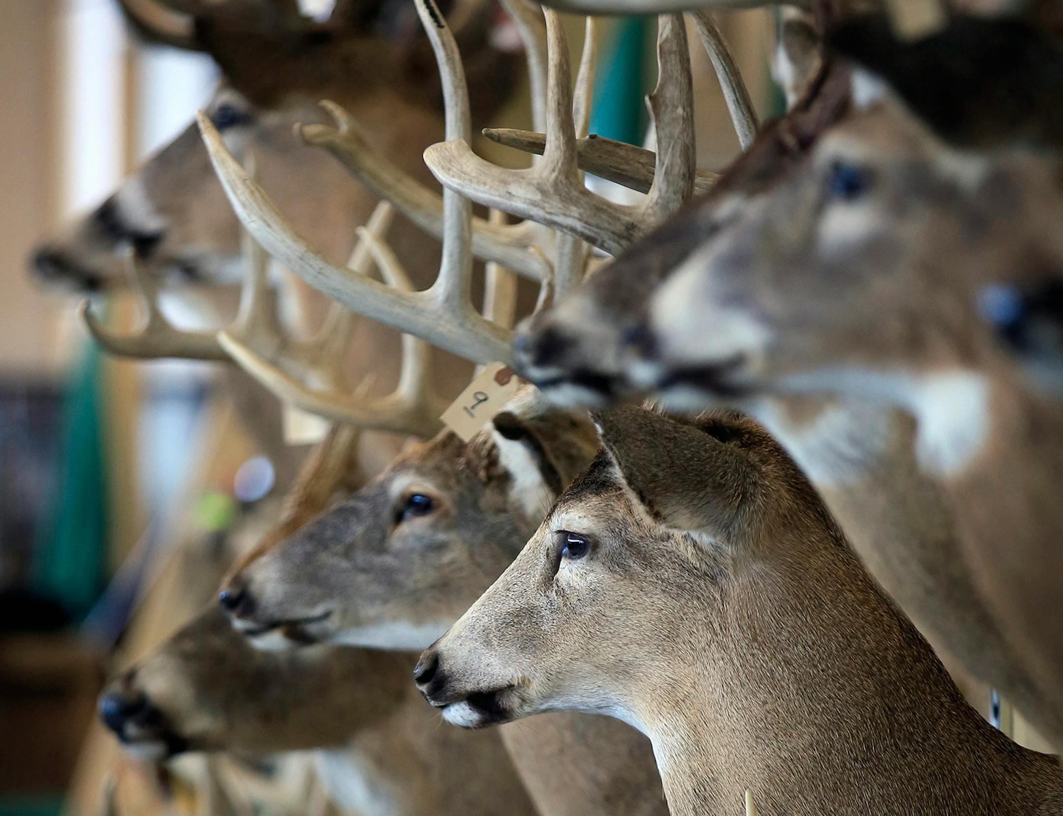 The Department of Natural Resources has a Wall of Shame for game shows, showing whitetail trophy deer taken illegally in Minnesota.