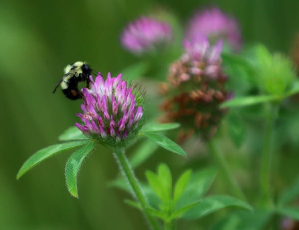 A bumble bee on a clover flower at Women's Environmental Institute's Amador Hill Farm Thursday in North Branch.