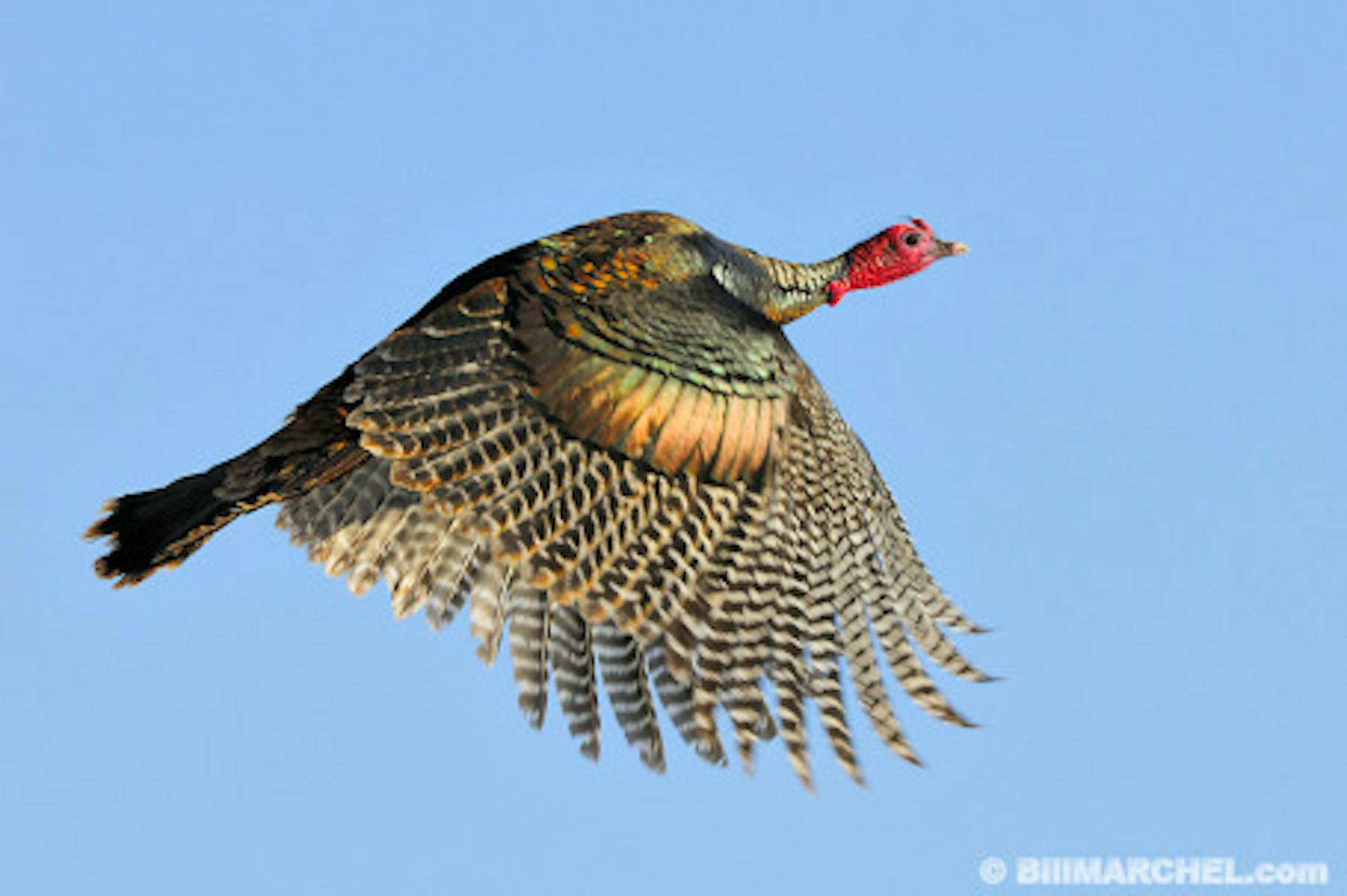 01225-10701  Wild Turkey tom in flight against a blue sky.  Action, fly, wings.