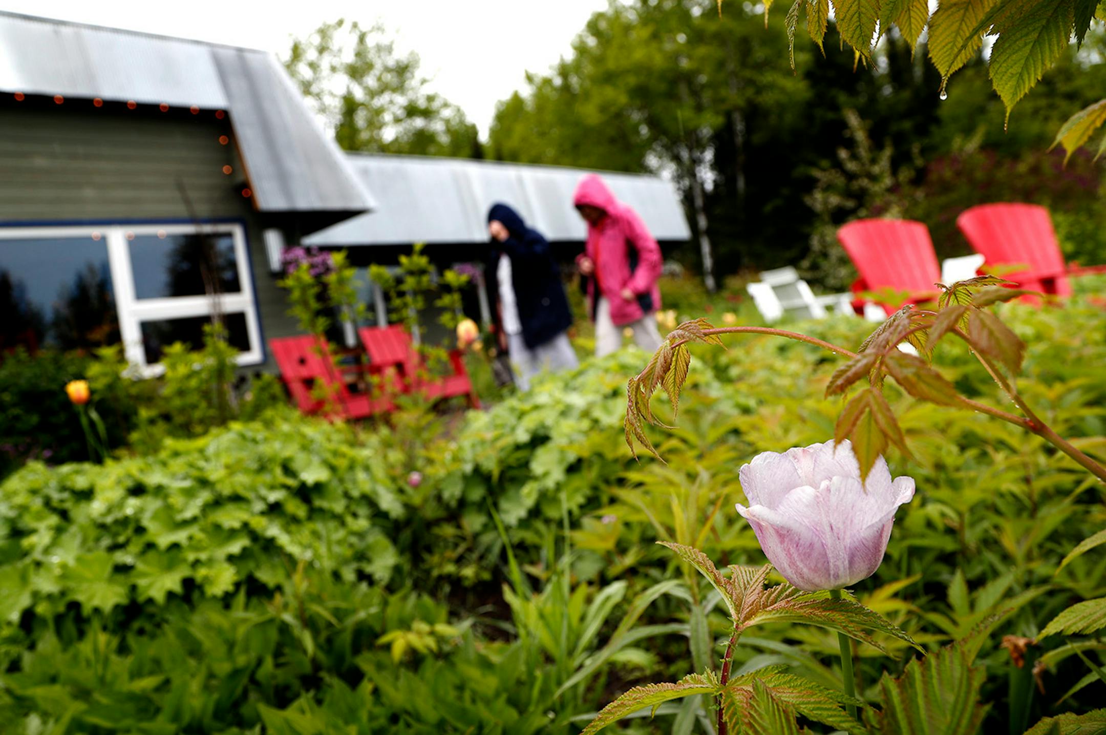 Flowers blooming in the garden at the New Scenic Cafe up the shore north of Duluth.
