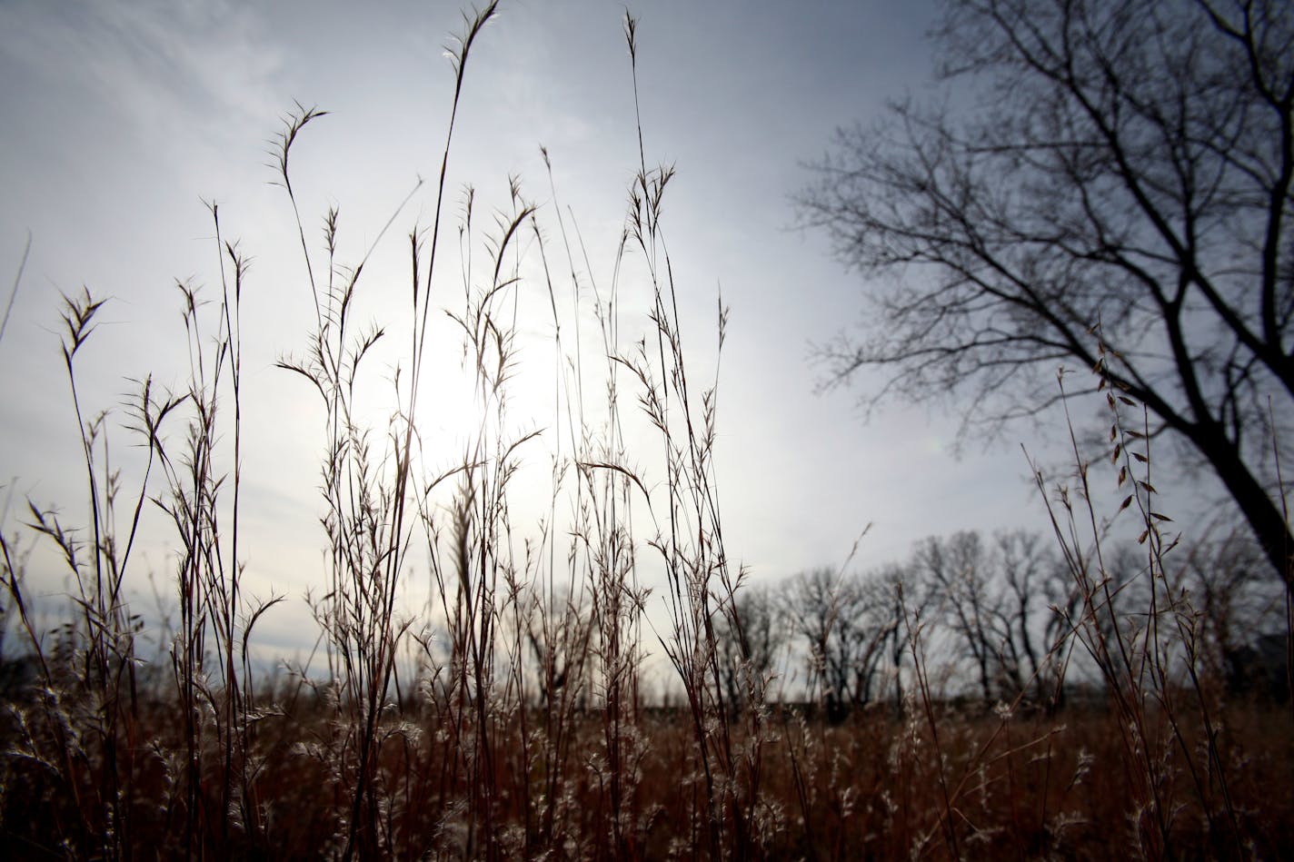 Native grasses along with a small sprinkling of barren trees covered the landscape at Bruce Vento Nature Sanctuary in St. Paul.