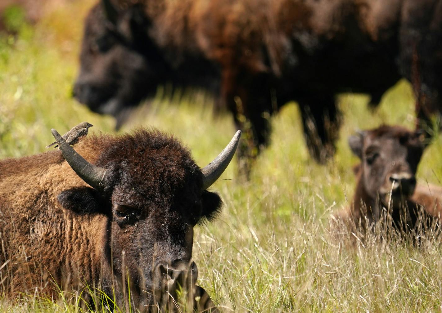 Minneopa State Park in Mankato is one of three sites in the state that's home to some of the 150 bison carefully cultivated by the Minnesota Zoo and the Department of Natural Resources. Blue Mounds State Park in Luverne and the zoo are the other two.