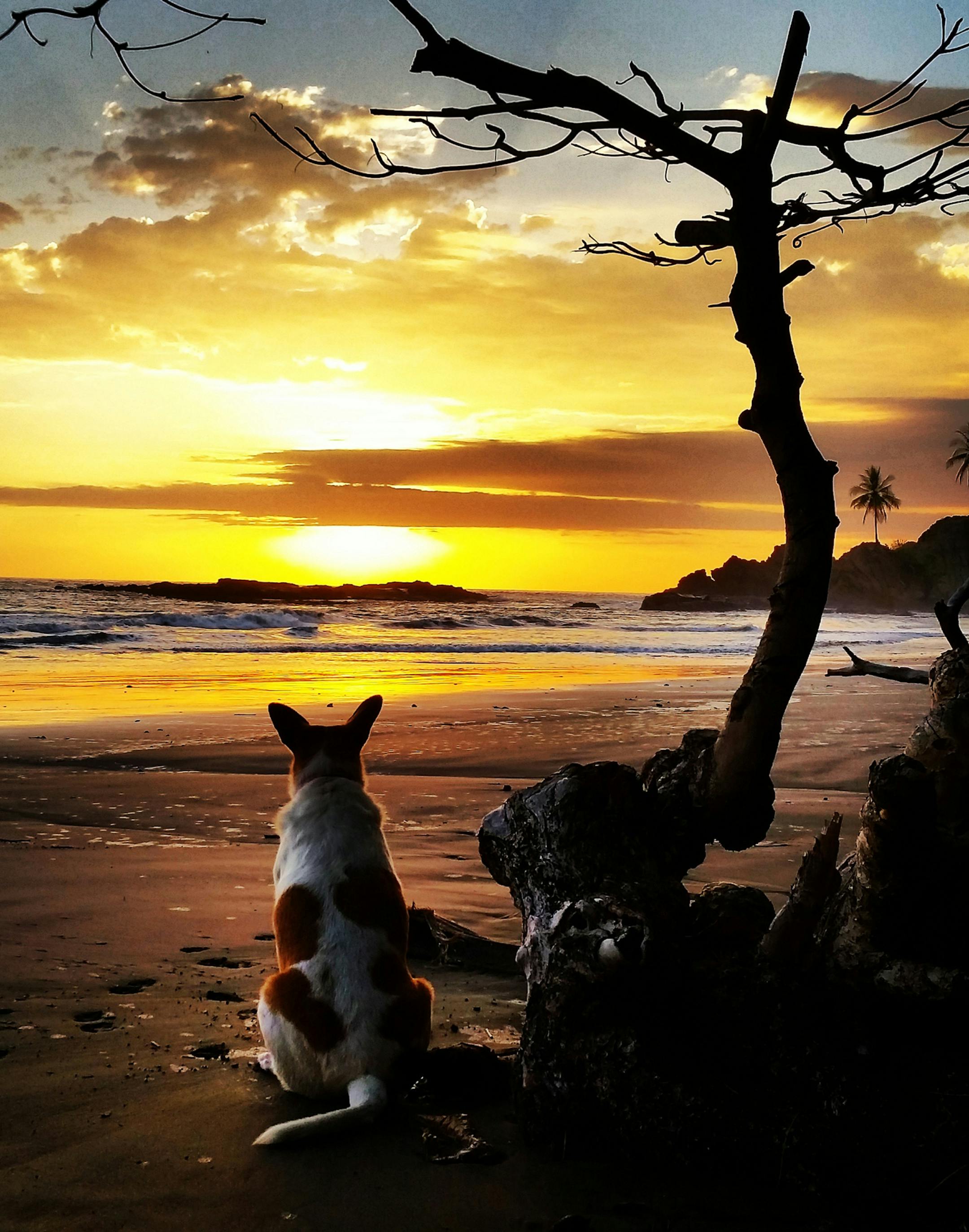 Even Flaca, the resident dog, can appreciate a good sunset. Julie Theriault of Hastings was on Playa Dominicalito, Costa Rica, last month when she took what she says is "by far" her favorite sunset photo. "And I'm pretty sure I have hundreds of sunset photos." [focus032617