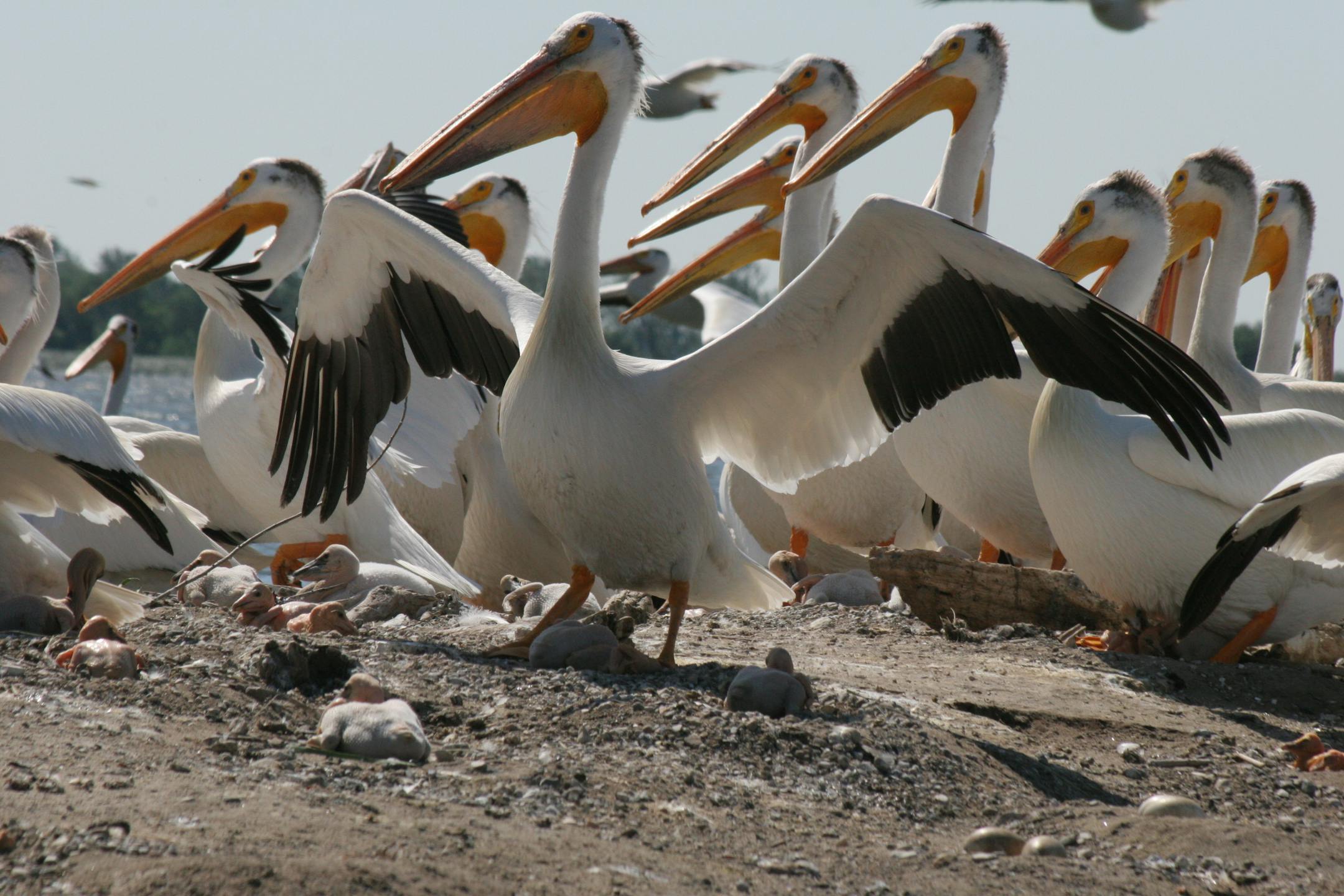 American white pelicans at the island nesting colony on Minnesota Lake