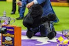 Sage, a miniature poodle, poses for photos with handler Kaz Hosaka after winning best in show during the 148th Westminster Kennel Club dog show Tuesda