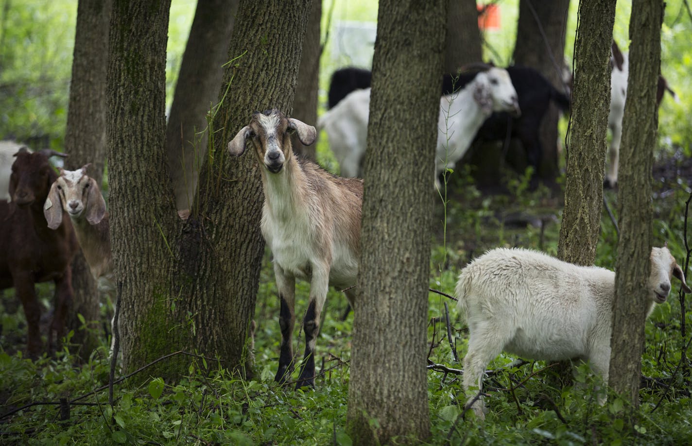 This summer Minnetonka is the latest city to test using goats to get rid of invasive species like buckthorn and garlic mustard, stationing 22 goats at its largest park, Purgatory. The goats will be there until mid-June before being moved to another park to continue with the experiment. It's part of a growing trend of using animals to literally eat away at the spreading invasive species. ] Minnetonka, MN - 06/03/2016