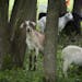 This summer Minnetonka is the latest city to test using goats to get rid of invasive species like buckthorn and garlic mustard, stationing 22 goats at