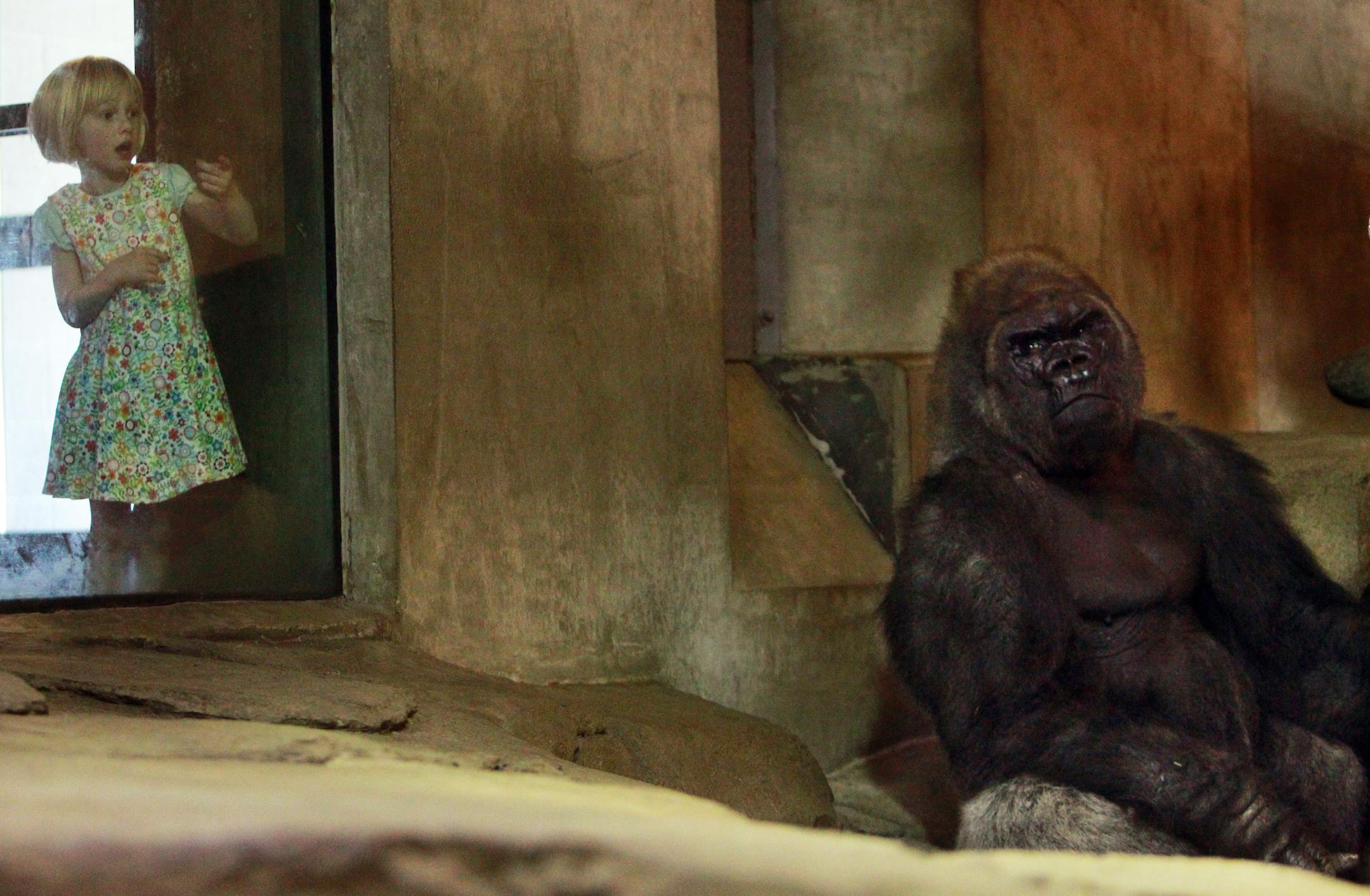 Schroeder, Gordy's 24-year-old stepbrother, looked sad Wednesday at Como Zoo. He has lived almost his entire life by Gordy's side.