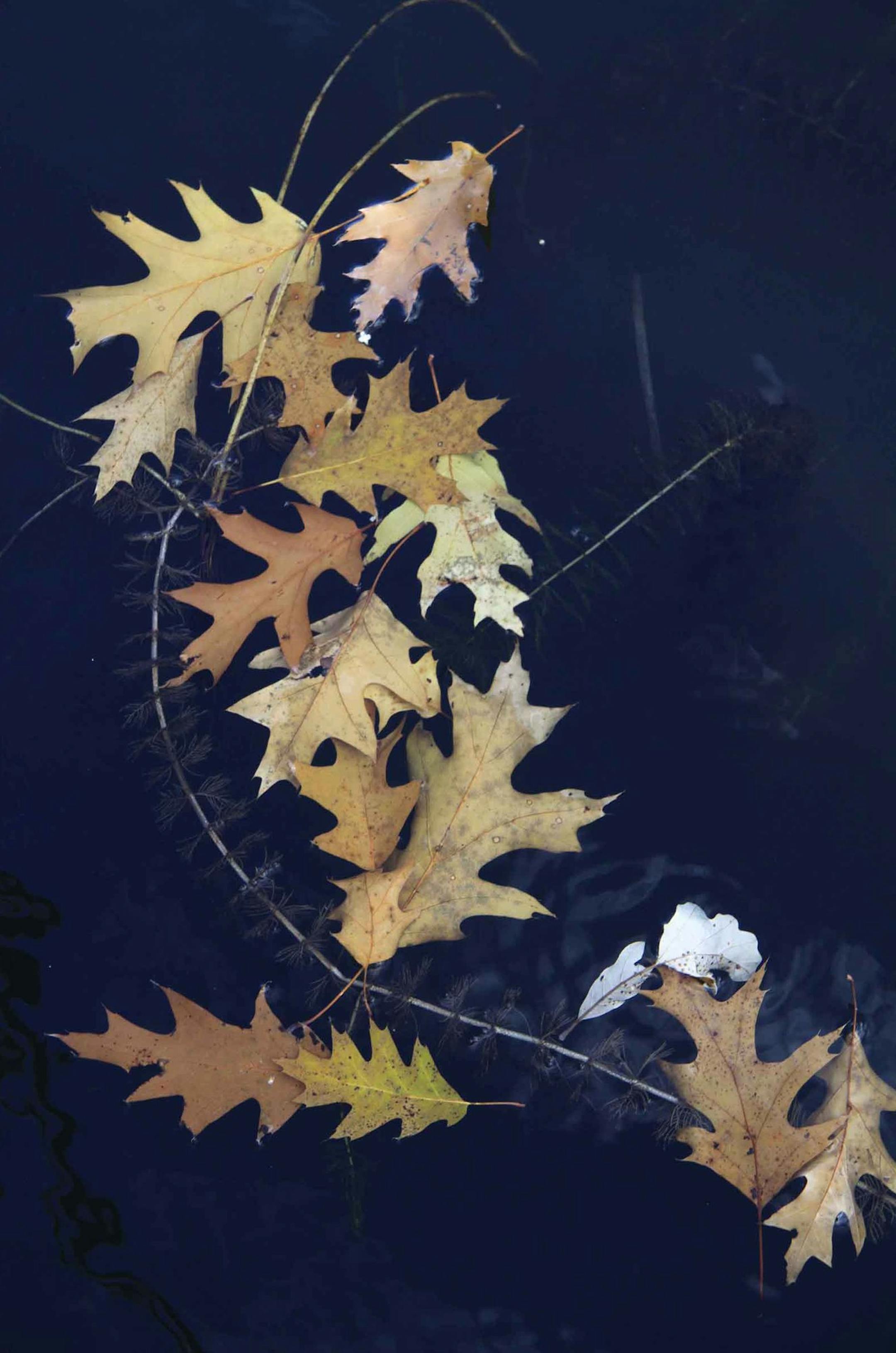 Ribbon of floating leaves
Sheila Langer, Medina