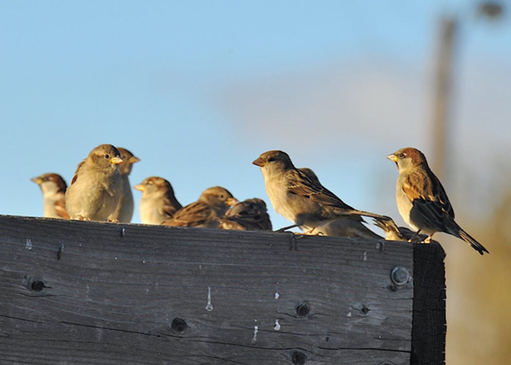 House sparrows flock together. 